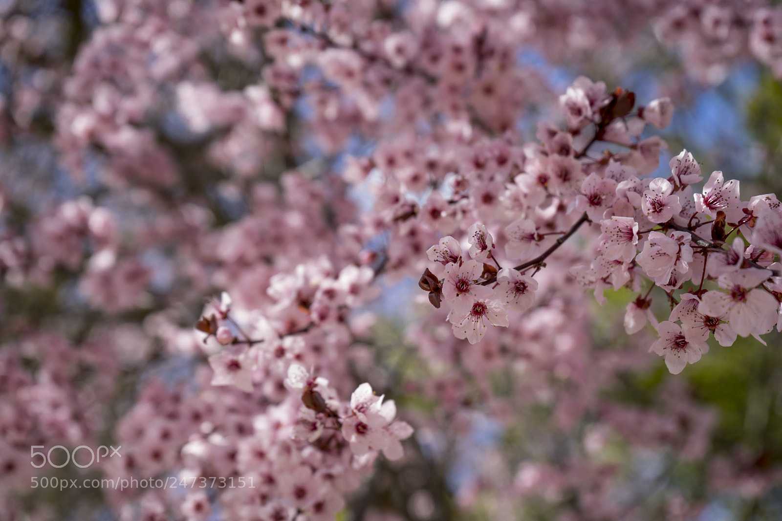 Sony a7 sample photo. Delicate spring, details of photography