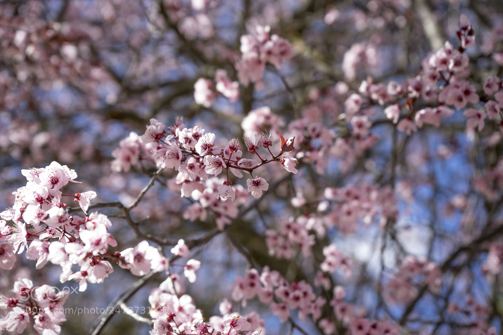 Sony a7 sample photo. Travel, spring, details of photography