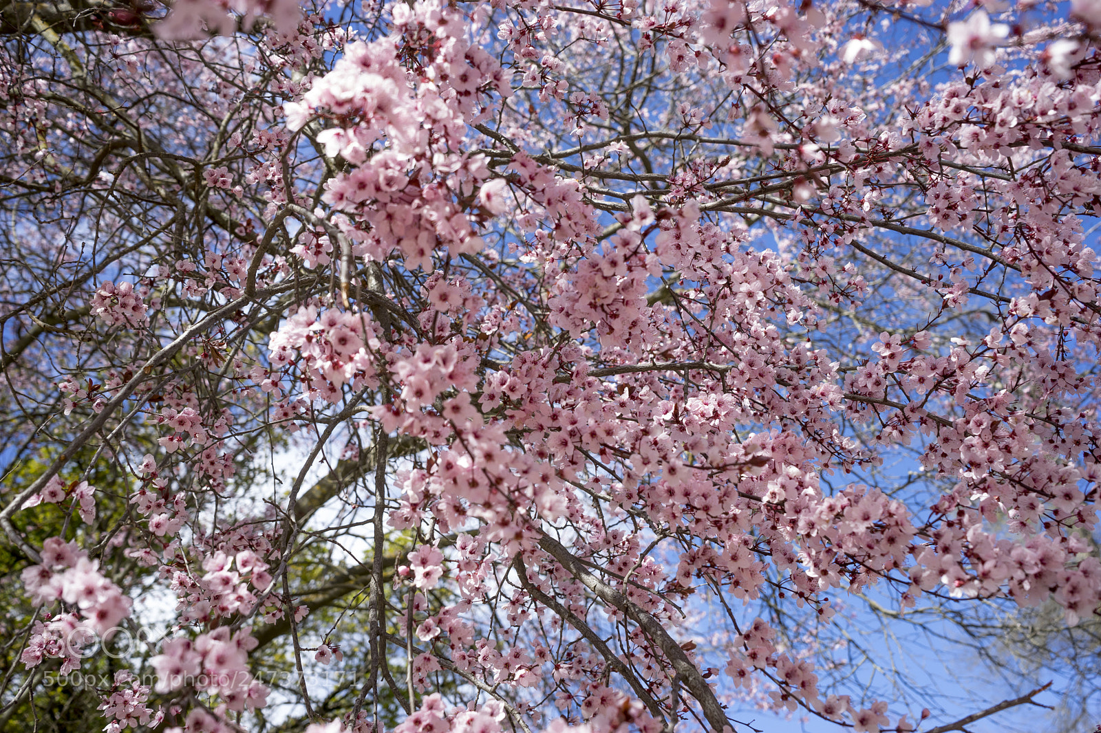 Sony a7 sample photo. Spring, details of cherry photography