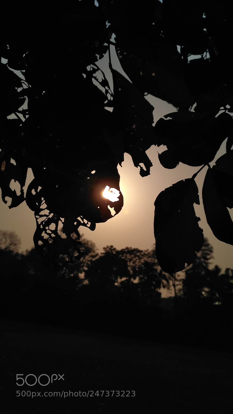Xiaomi Redmi 3S sample photo. Untitled photography