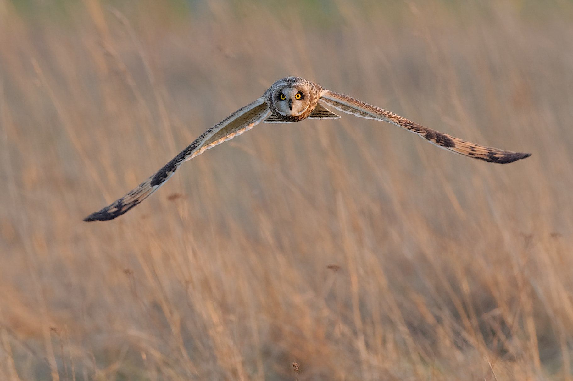 Nikon D4 + Nikon AF-S Nikkor 500mm F4G ED VR sample photo. Seo in flight frontal photography