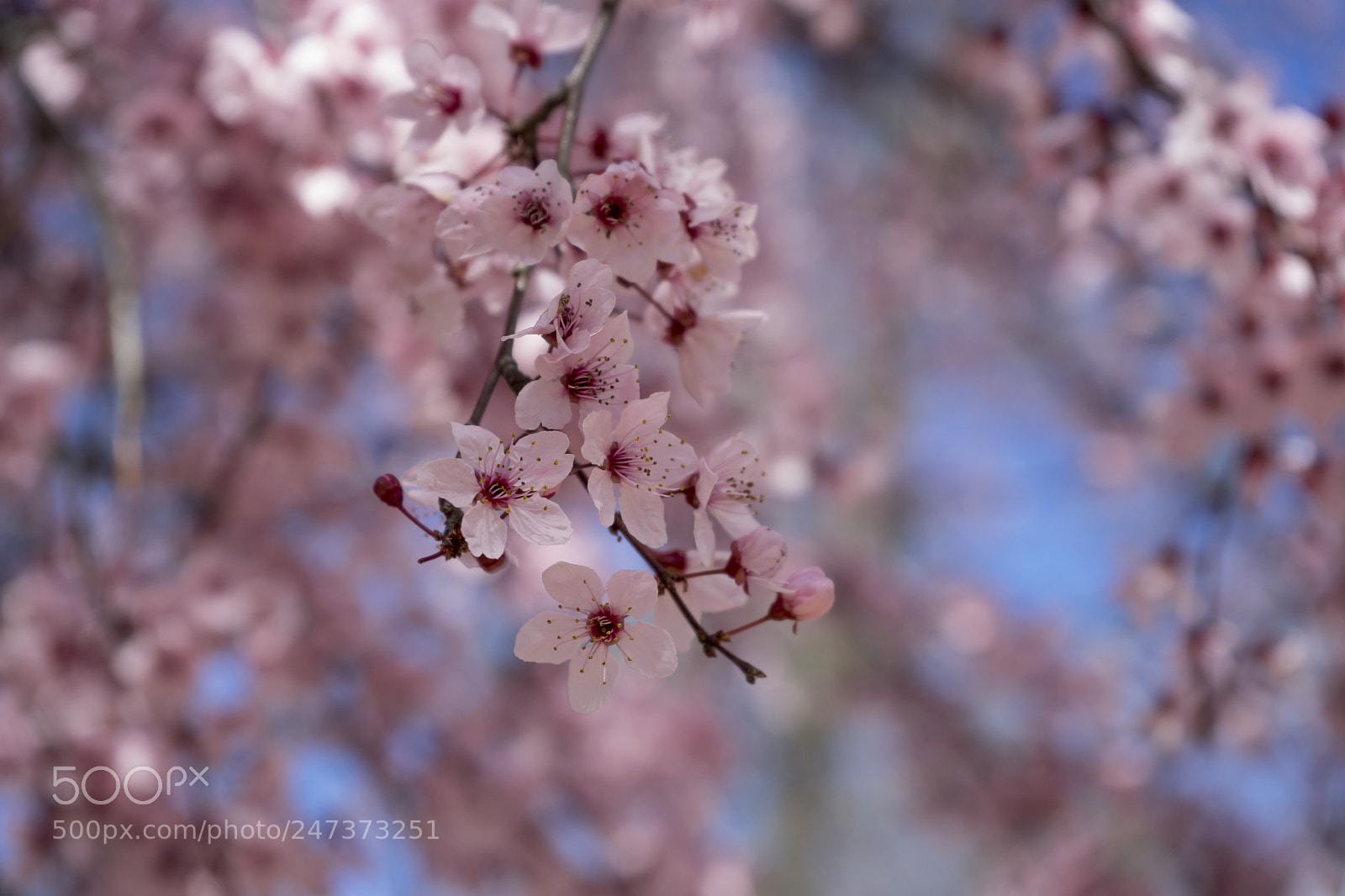 Sony a7 sample photo. Branch spring, details of photography