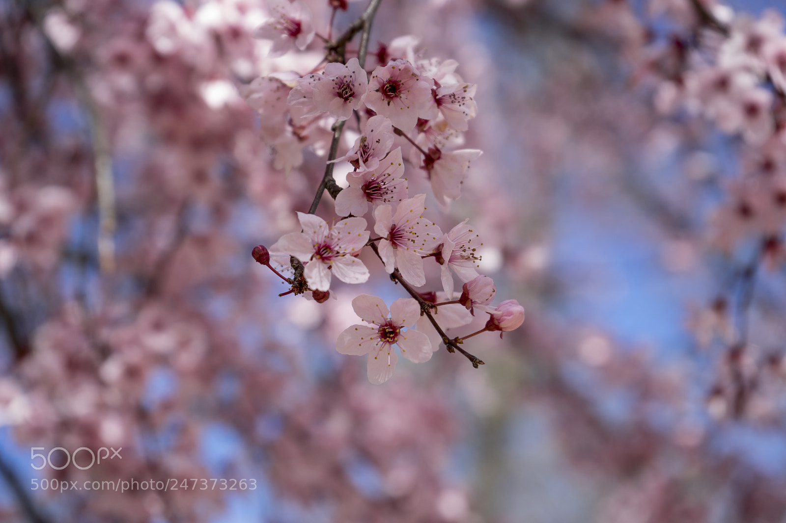 Sony a7 sample photo. Spring, details of cherry photography
