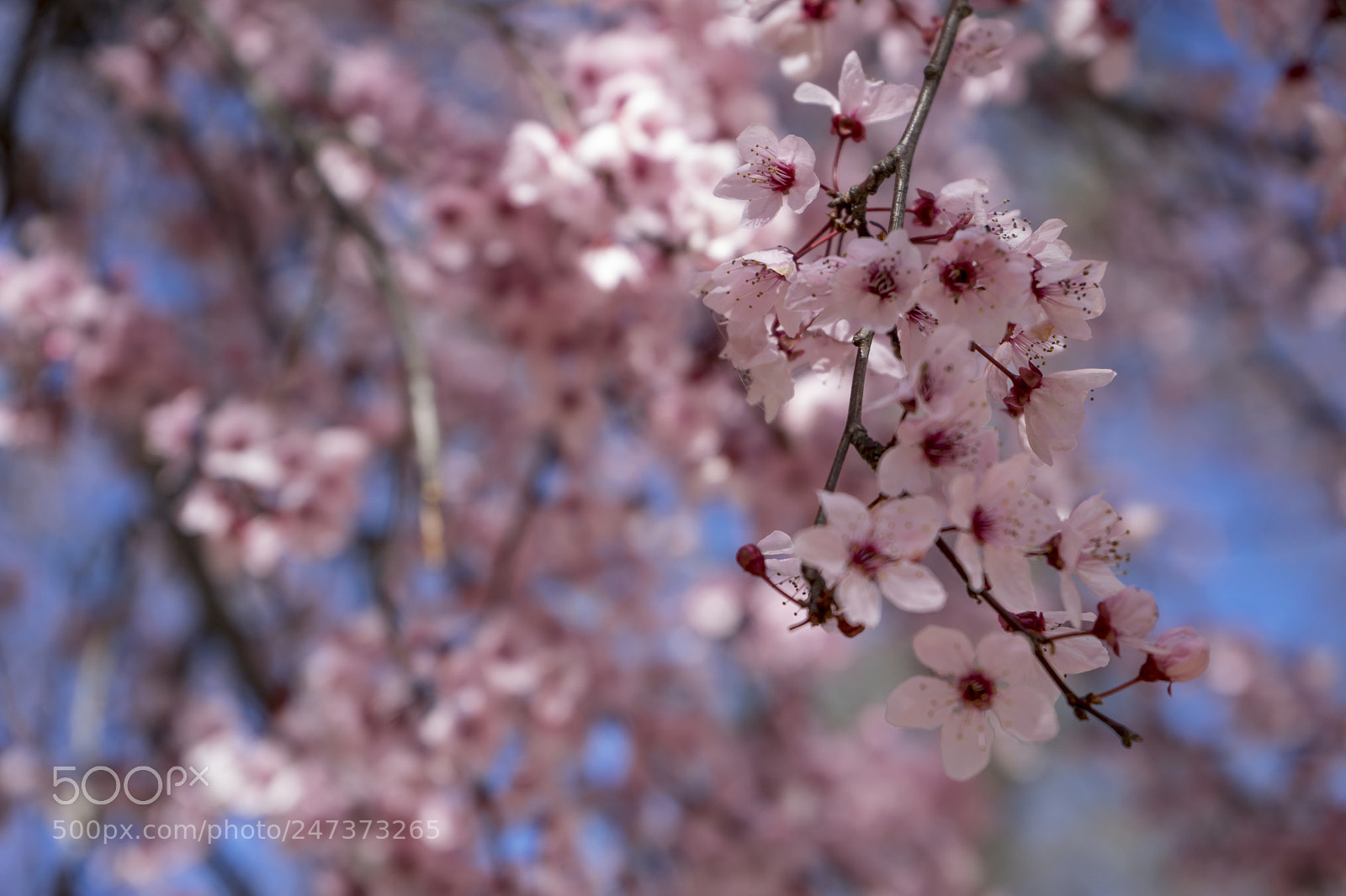 Sony a7 sample photo. Freshness, spring, details of photography