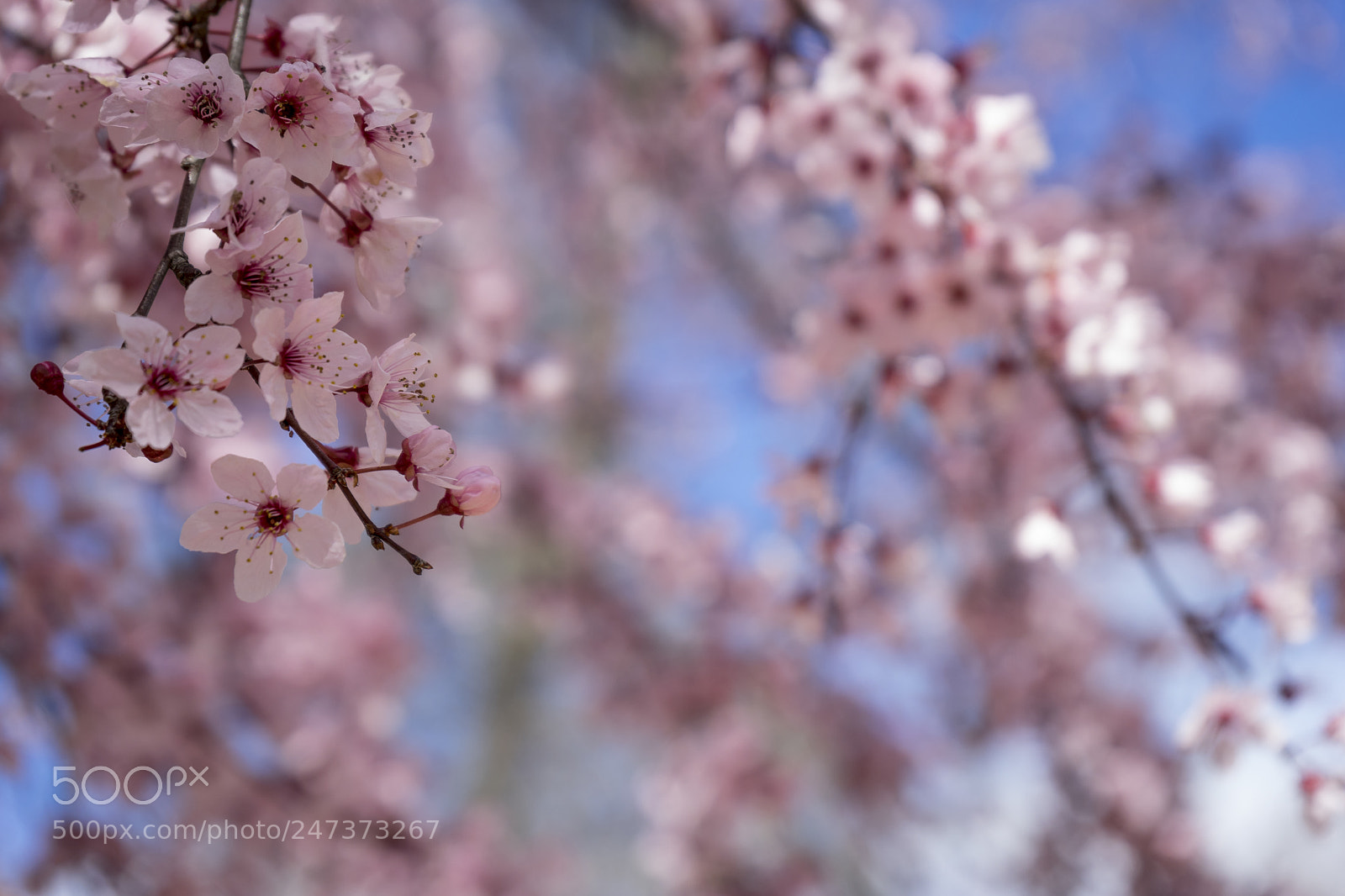 Sony a7 sample photo. Spring, details of cherry photography