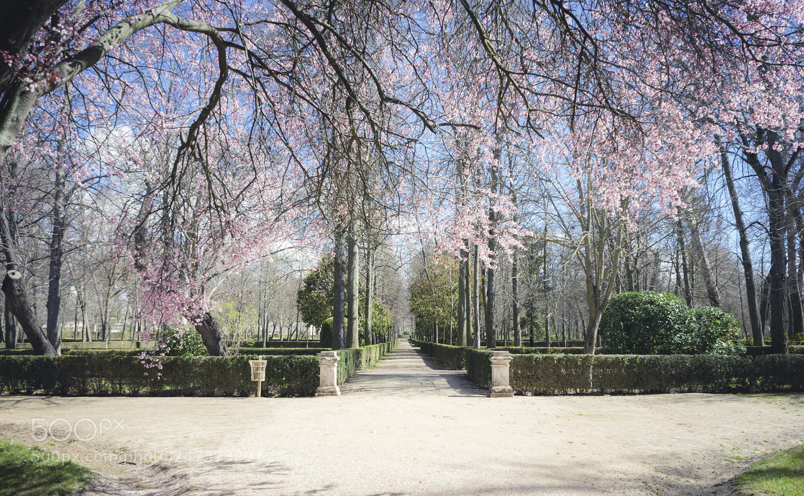 Sony a7 sample photo. Cherry blossoms, gardens of photography