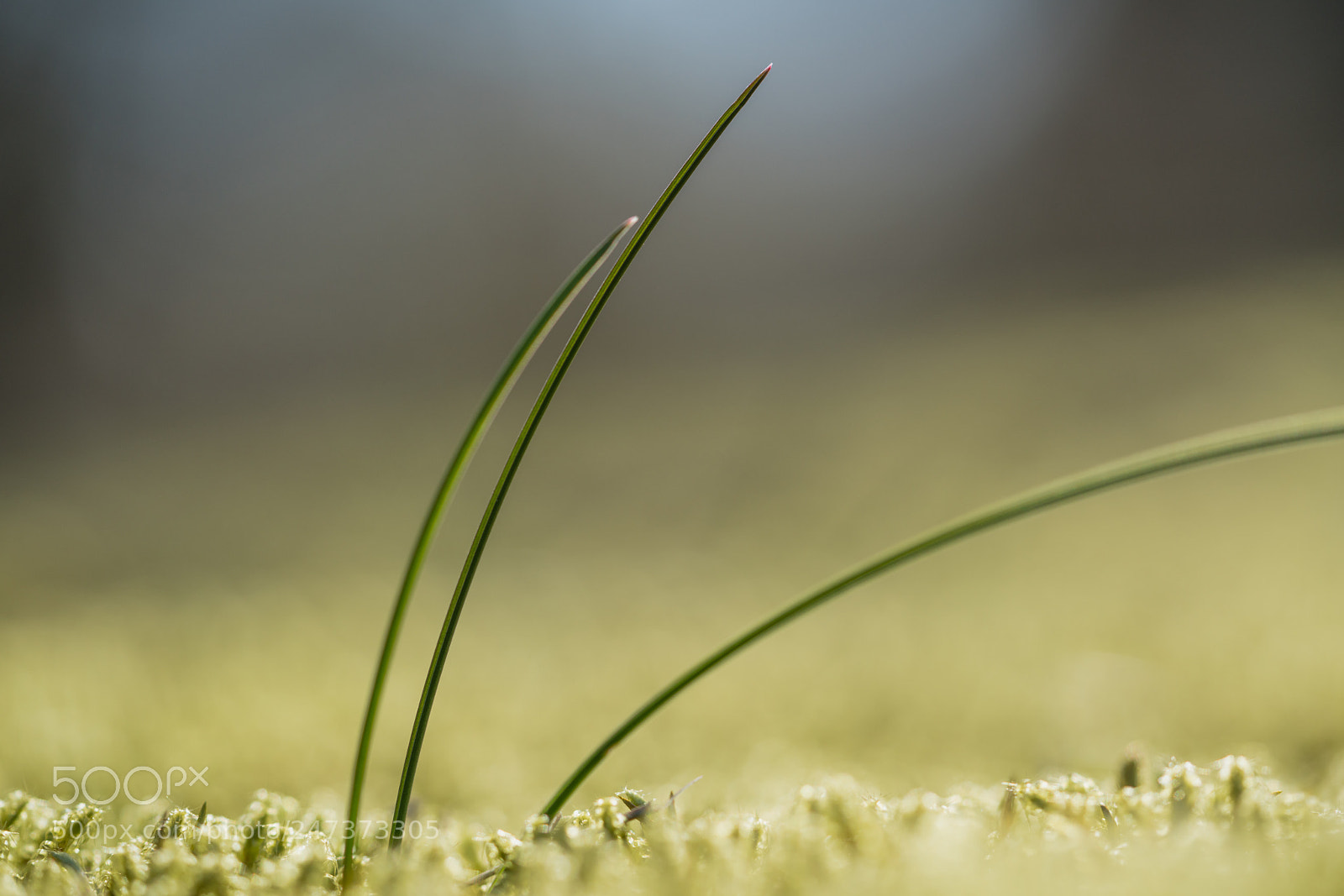 Sony a7R II sample photo. Stalks photography