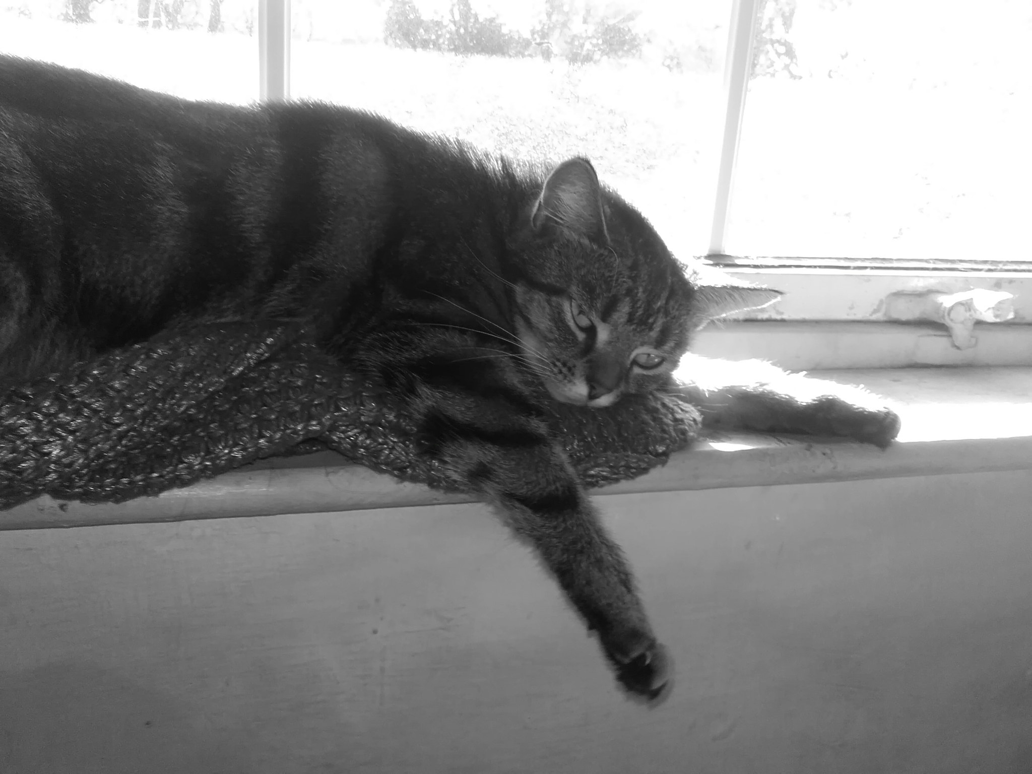 Samsung Galaxy Core Prime sample photo. Tabby cat resting on a window photography