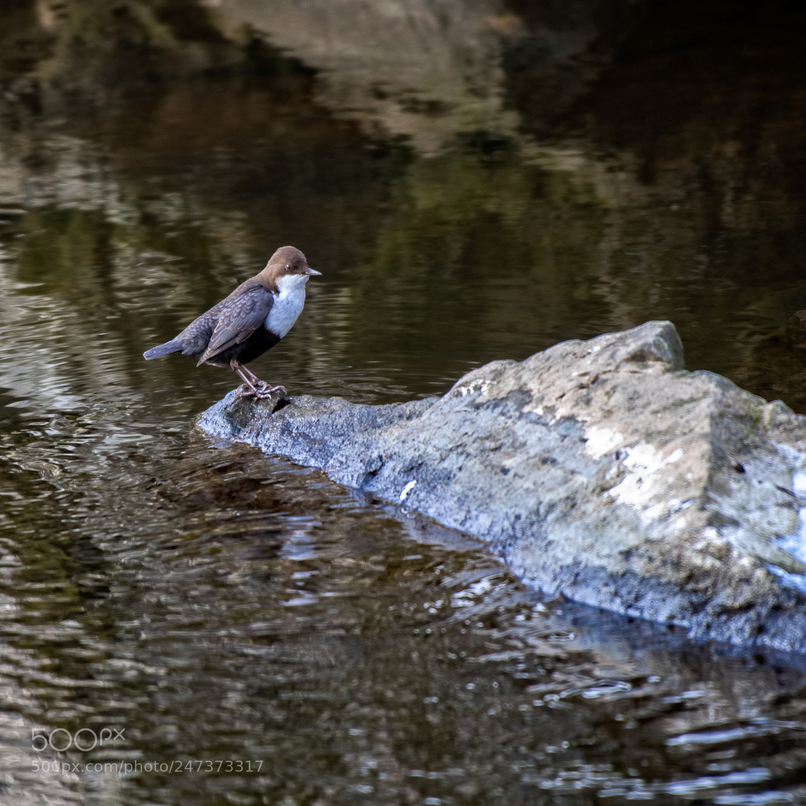 Nikon D500 sample photo. _d509145-redigera-2.jpg photography