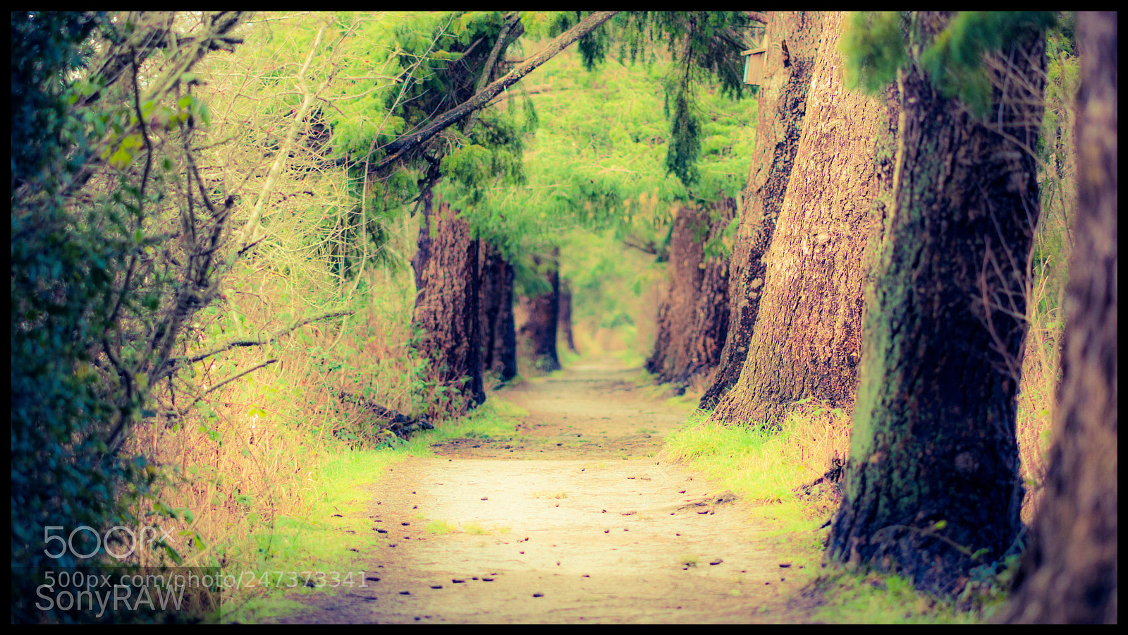 Sony a6500 sample photo. Corridor of trees photography