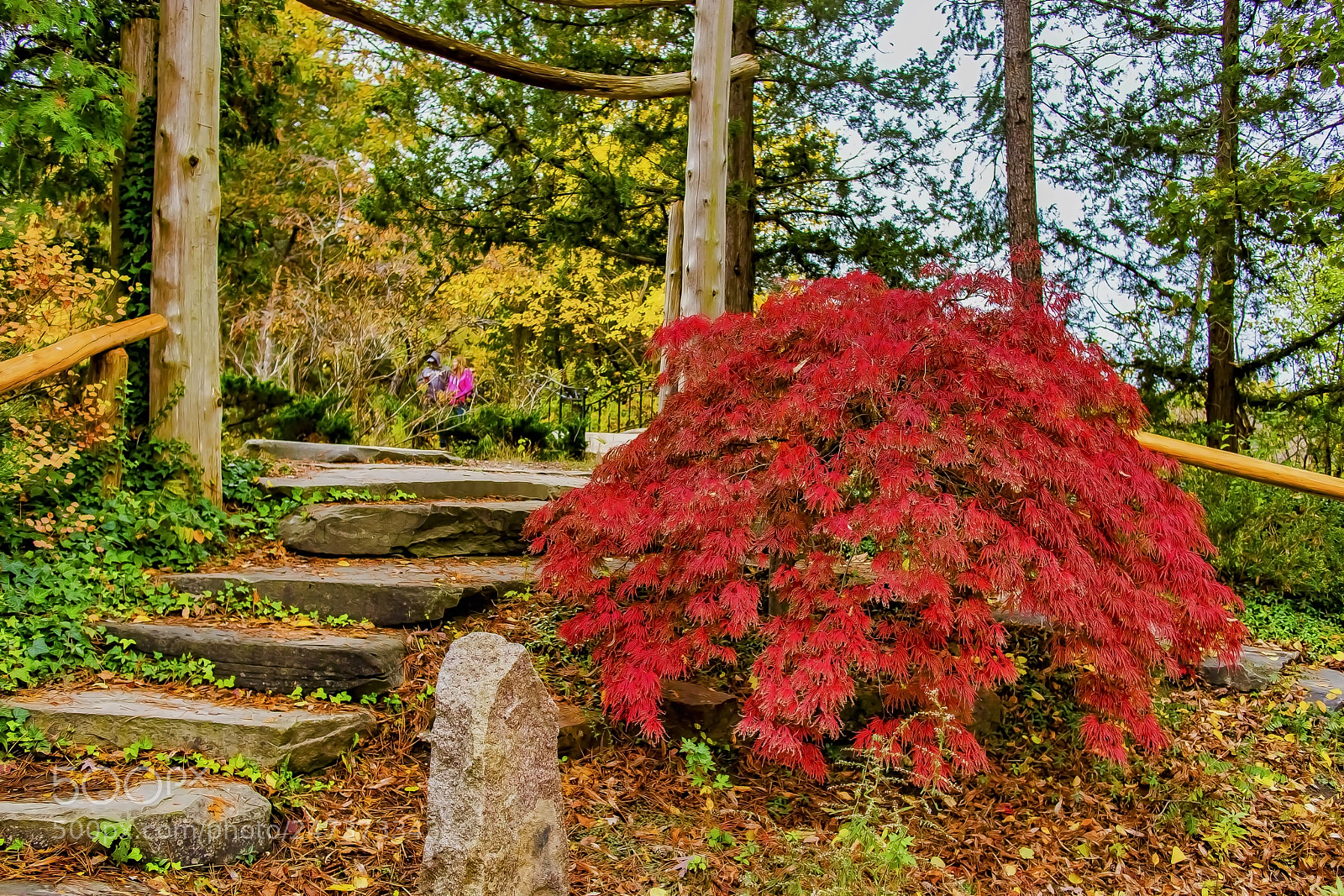 Canon EOS M5 sample photo. Fall colors at cranbrook photography