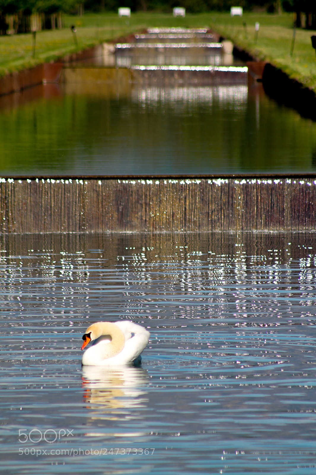 Canon EOS 1100D (EOS Rebel T3 / EOS Kiss X50) sample photo. Swan in the fountain photography