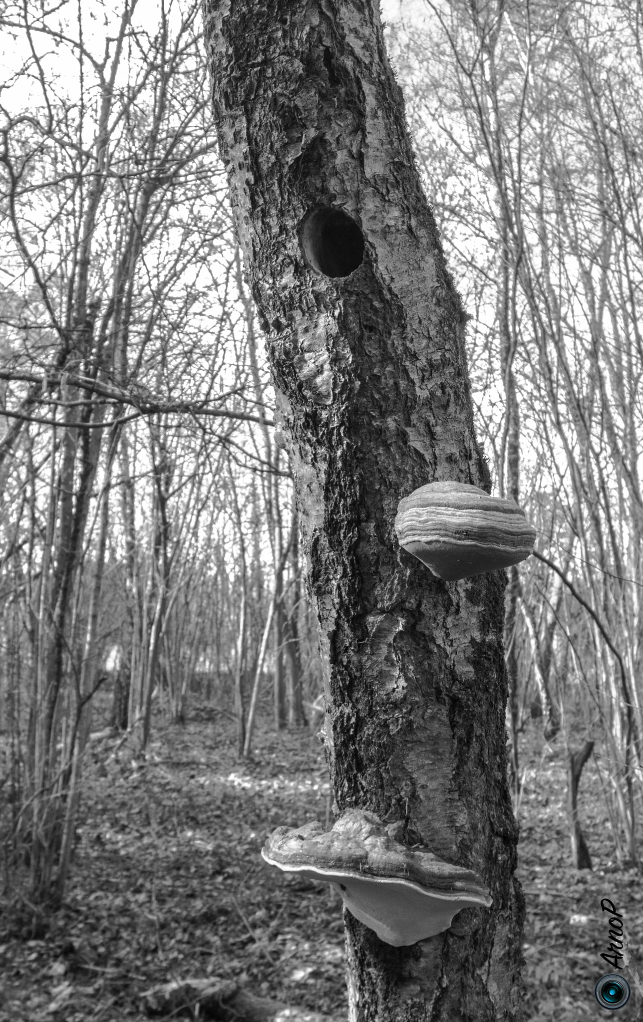 PENTAX RICOH IMAGING PENTAX MX-1 sample photo. Maison d'oiseau. photography