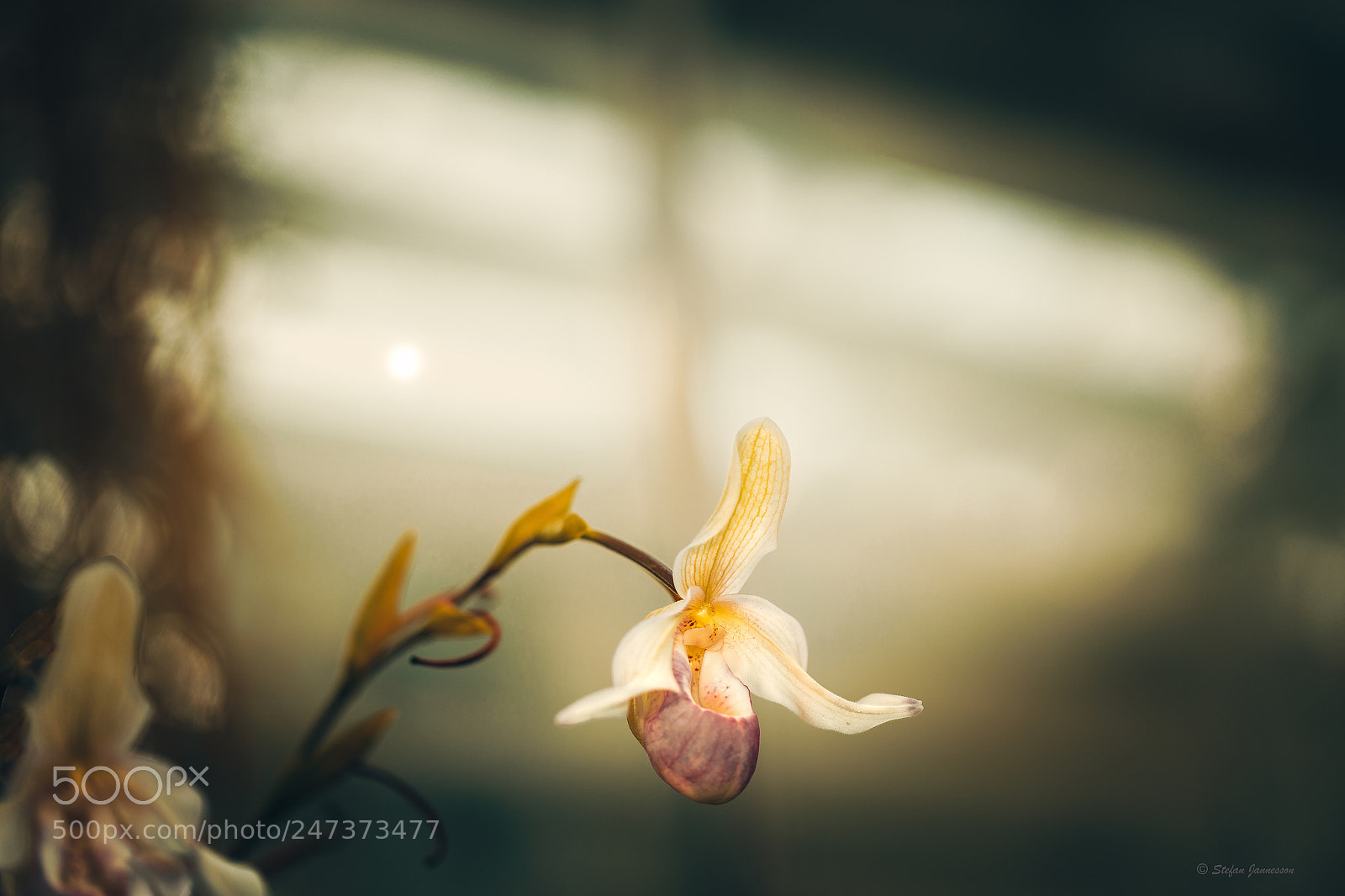 Canon EOS 5DS R sample photo. A voice photography
