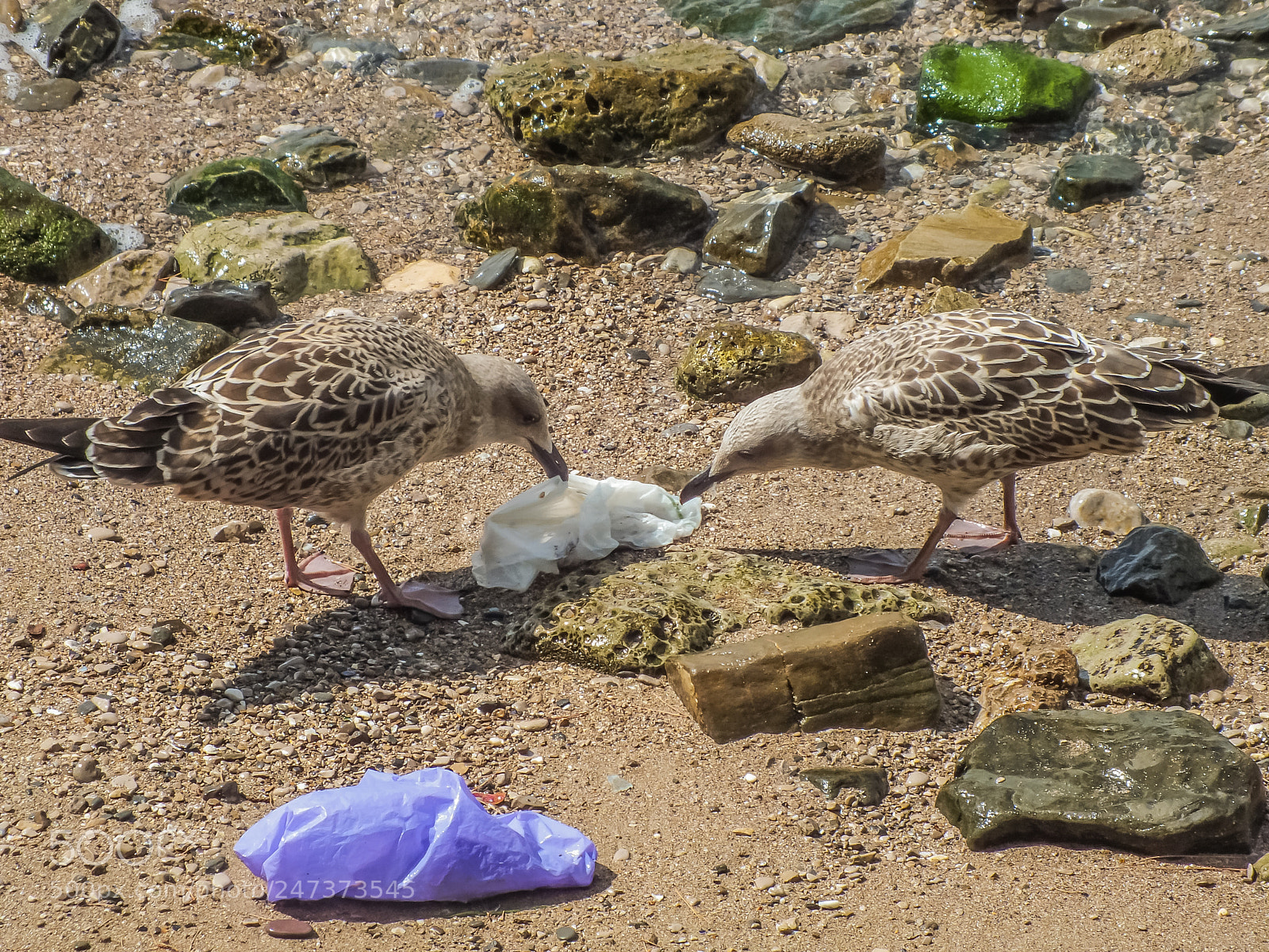 FujiFilm FinePix HS20 EXR (FinePix HS22 EXR) sample photo. Birds eating plastic bag photography