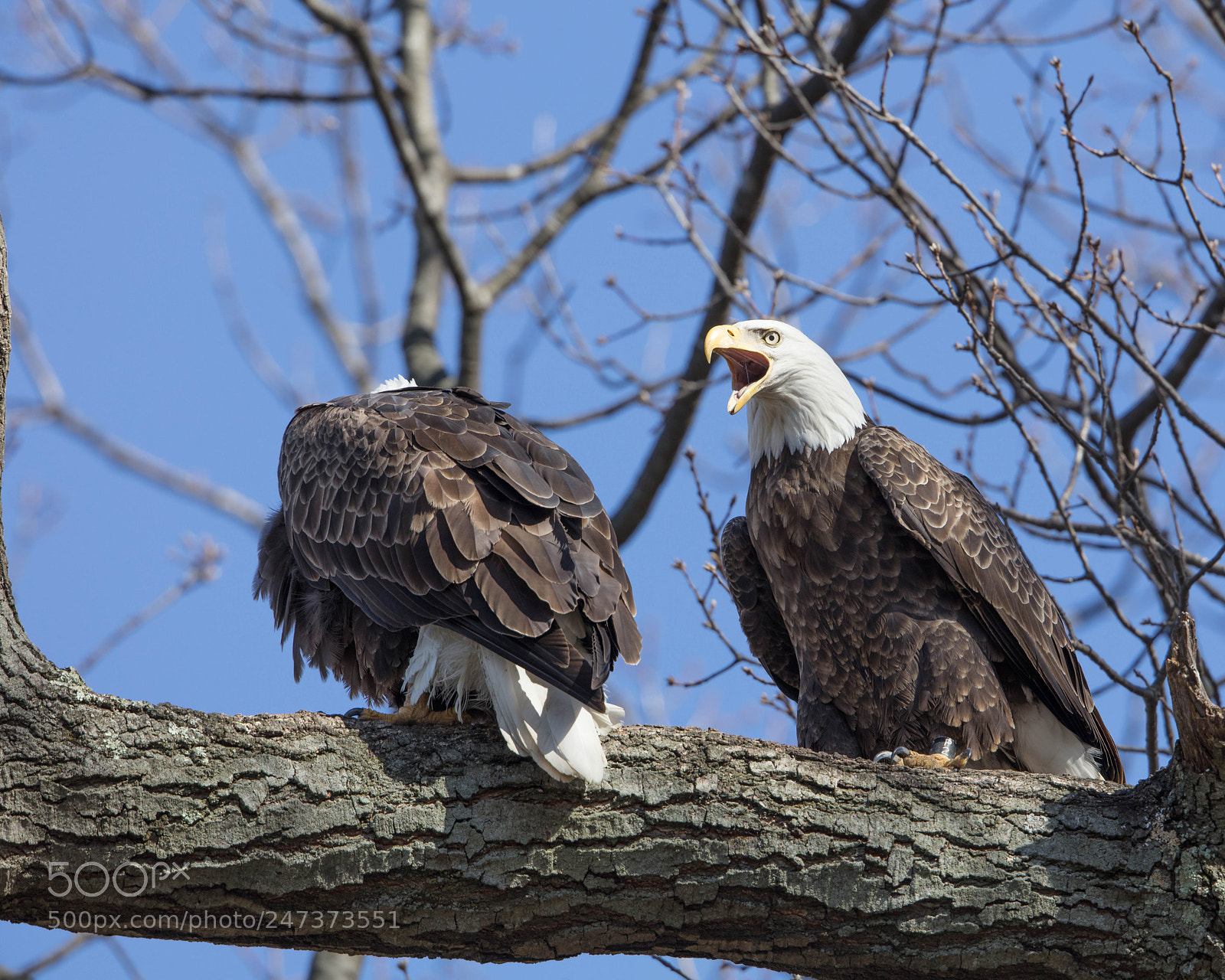 Canon EOS 5DS R sample photo. Awe come on, its photography