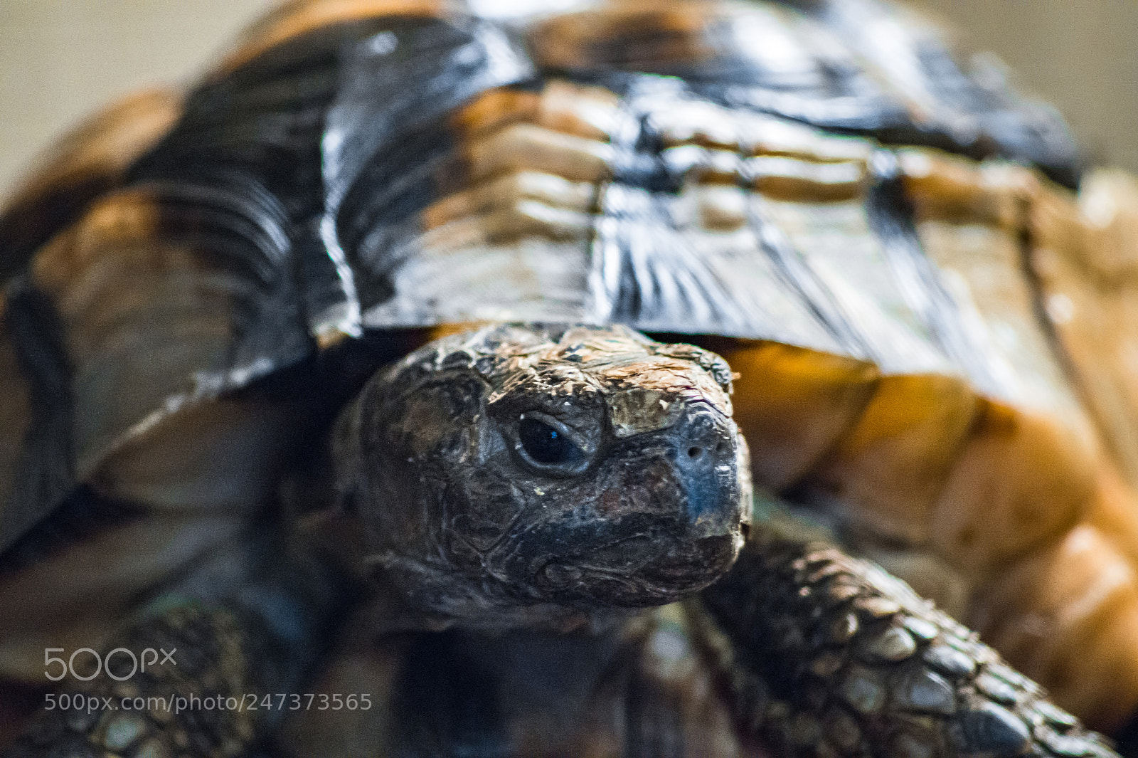Sony SLT-A58 sample photo. My pet tortoise, rick photography