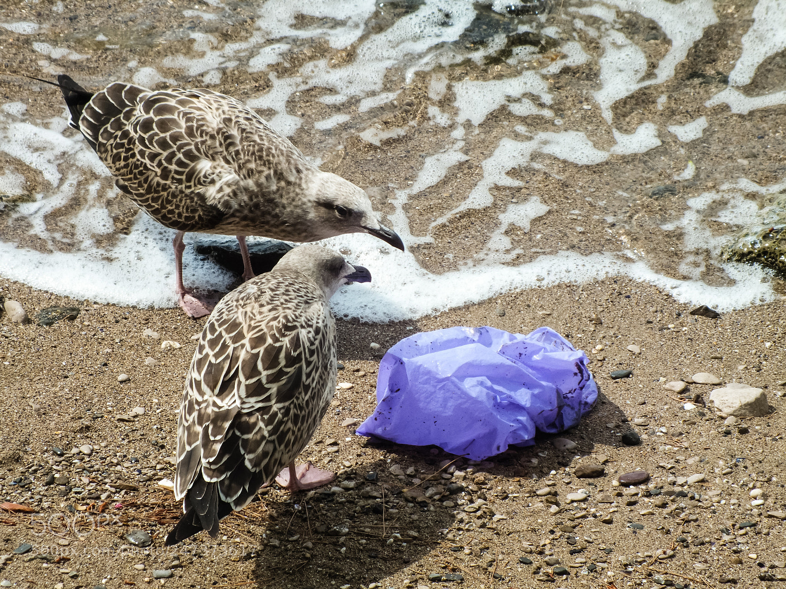 FujiFilm FinePix HS20 EXR (FinePix HS22 EXR) sample photo. Birds eating plastic bag photography