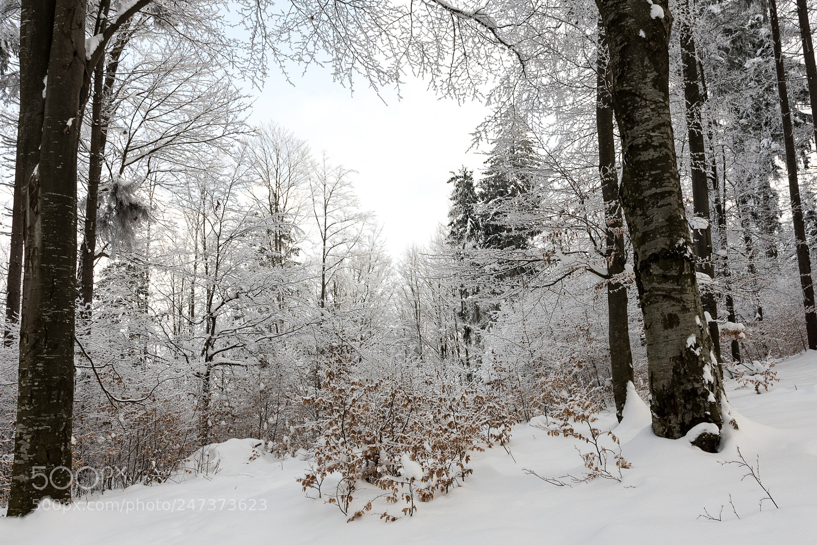 Nikon D500 sample photo. Winter in gh photography