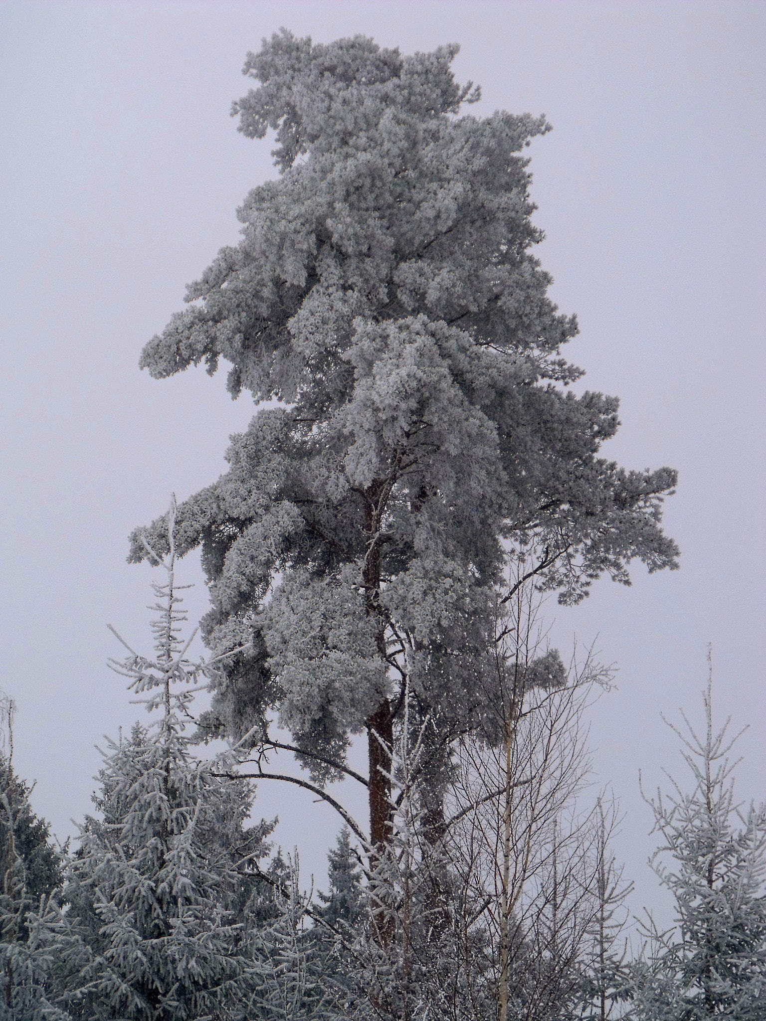 Fujifilm FinePix S1500 sample photo. Winter weekends photography