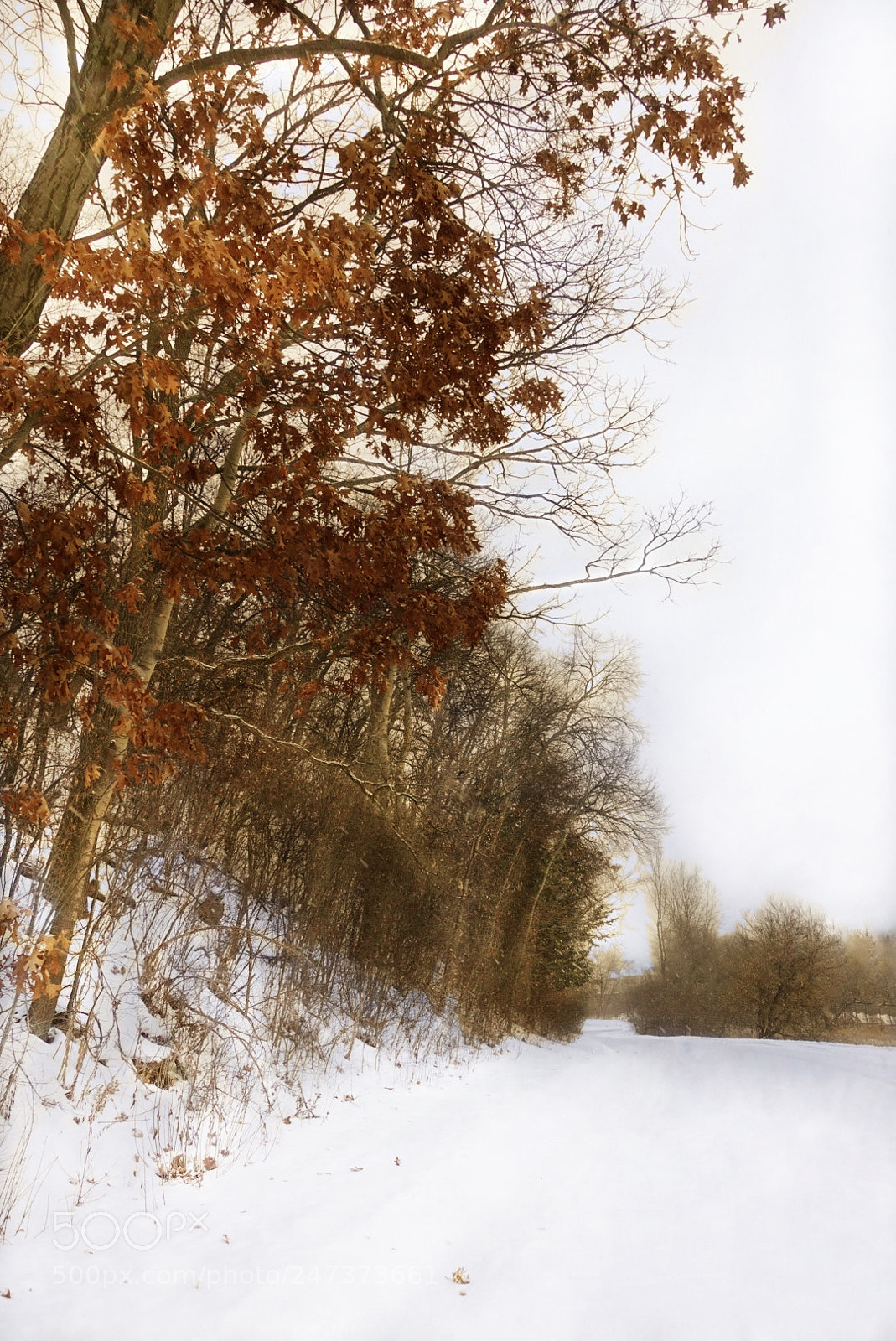 Sony DSC-RX100M5 sample photo. Winter slants photography