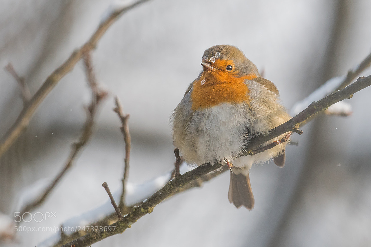 Nikon D500 sample photo. Robin photography