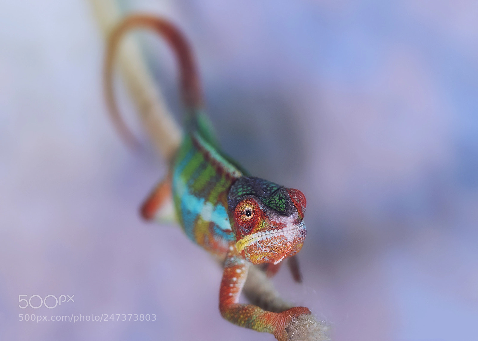 Nikon D500 sample photo. Meet rango photography