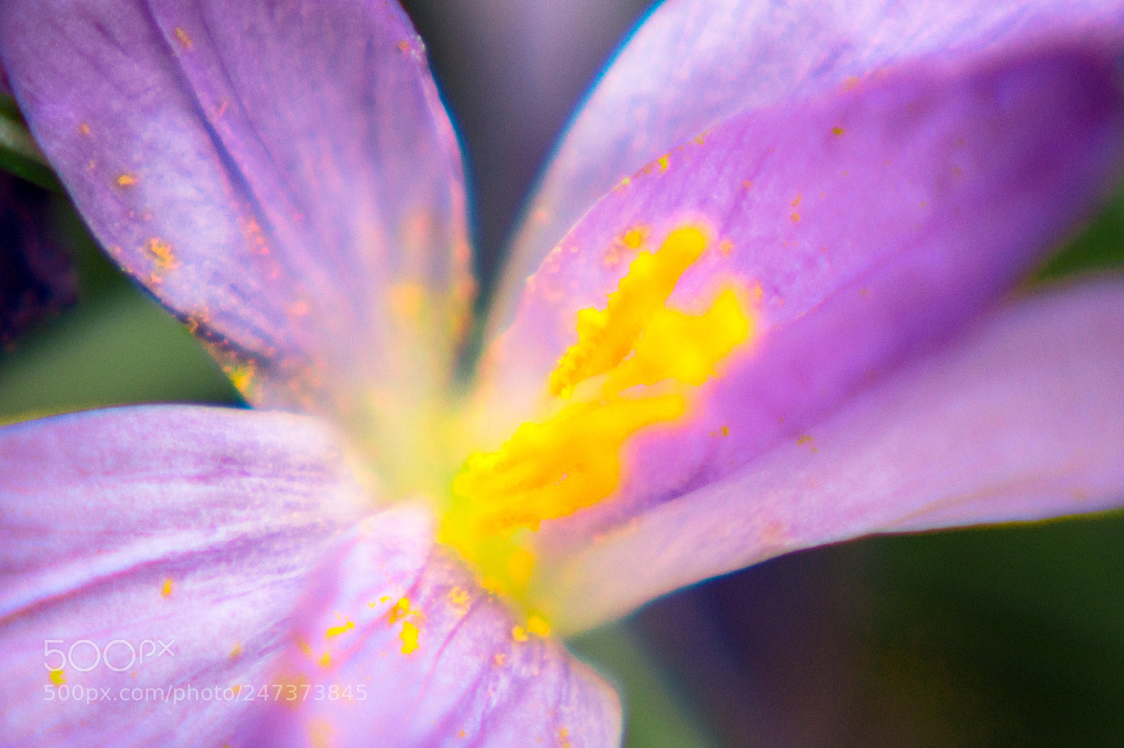 Sony SLT-A58 sample photo. Flower macro photography