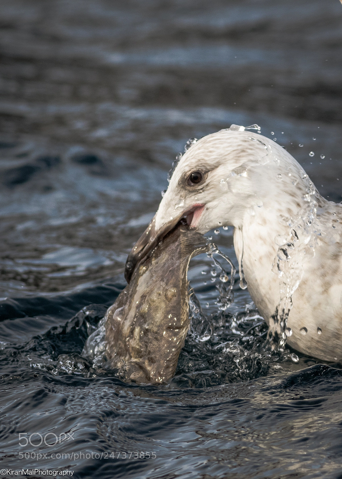 Canon EOS 7D Mark II sample photo. Seagull fishing photography