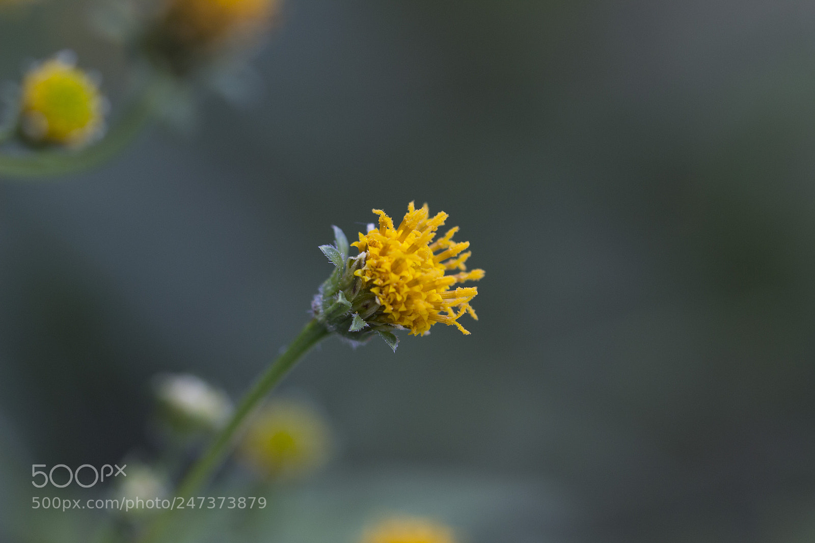 Canon EOS 600D (Rebel EOS T3i / EOS Kiss X5) sample photo. Flower photography