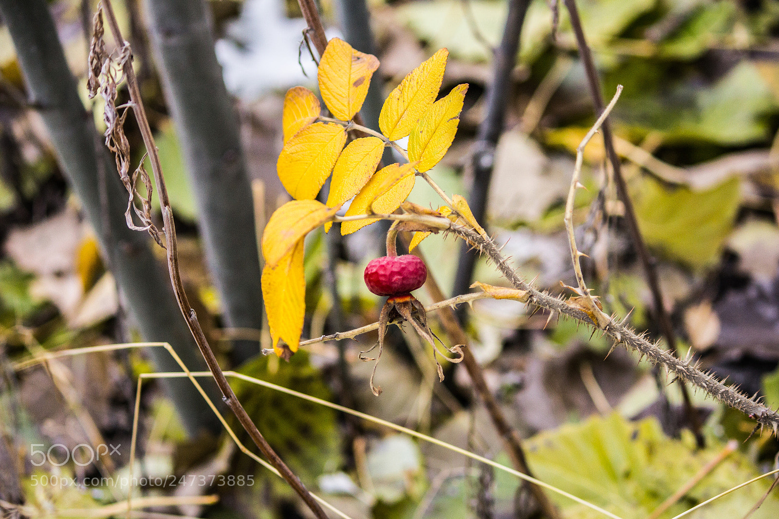 Canon EOS 60D sample photo. Img photography