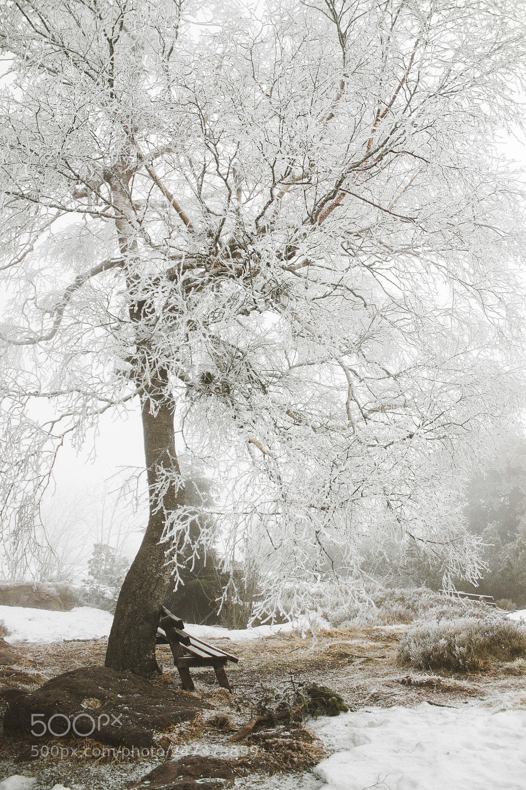 Canon EOS 600D (Rebel EOS T3i / EOS Kiss X5) sample photo. Last days of winter photography