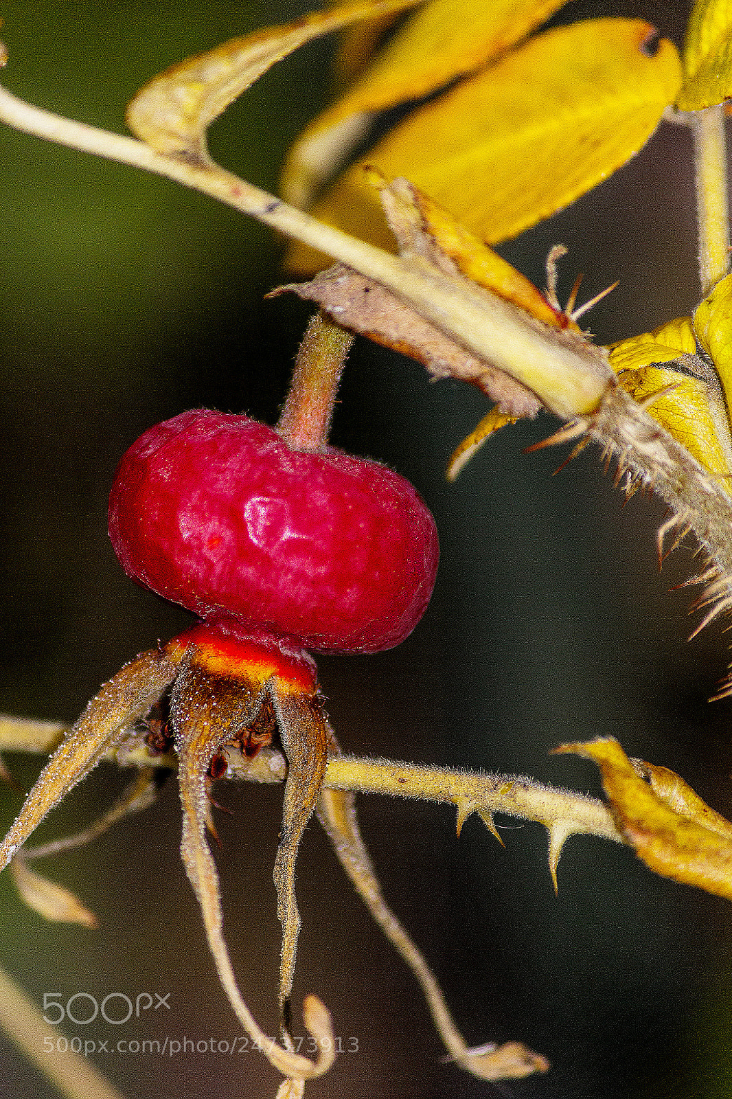 Canon EOS 60D sample photo. Img photography
