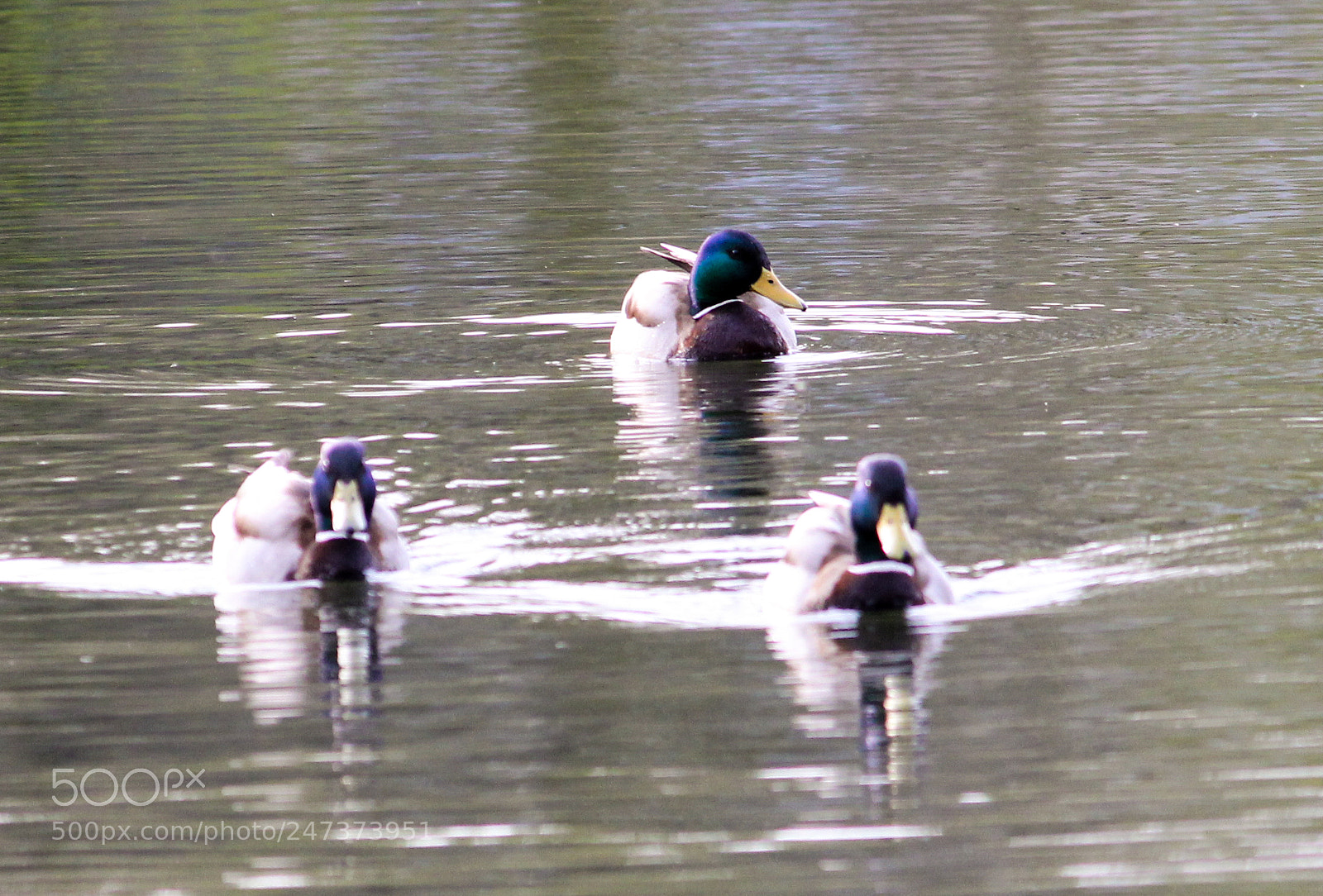 Canon EOS 60D sample photo. Cr jpg photography