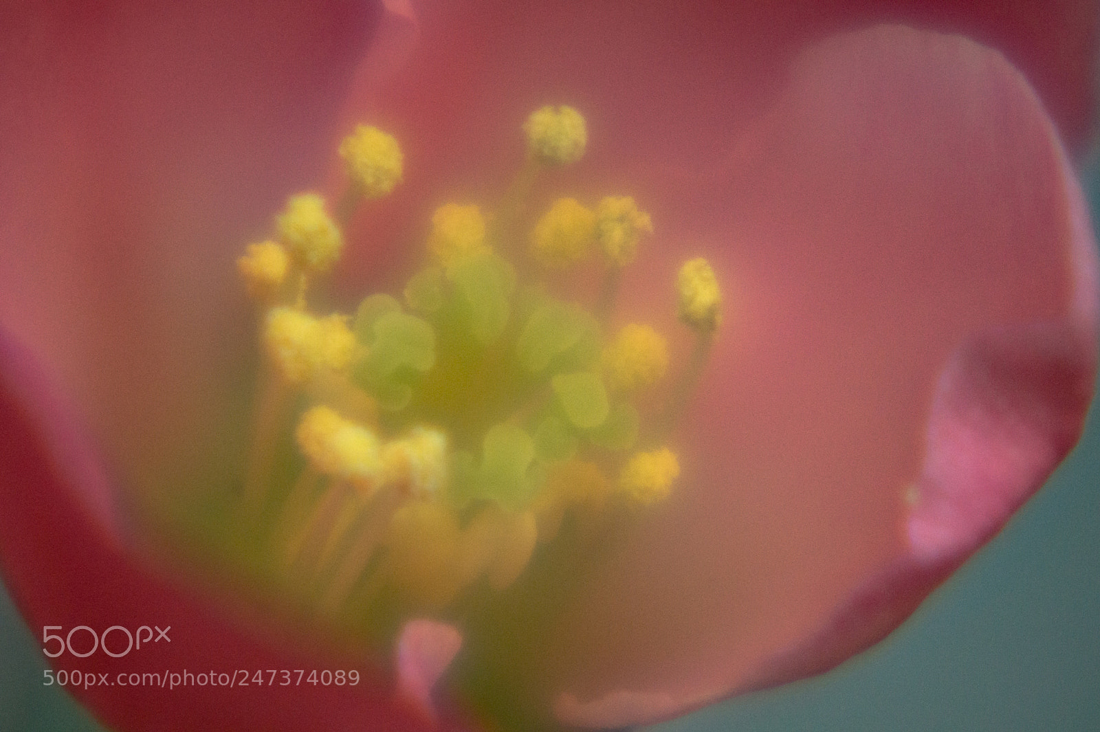 Sony SLT-A58 sample photo. Flower macro ii photography