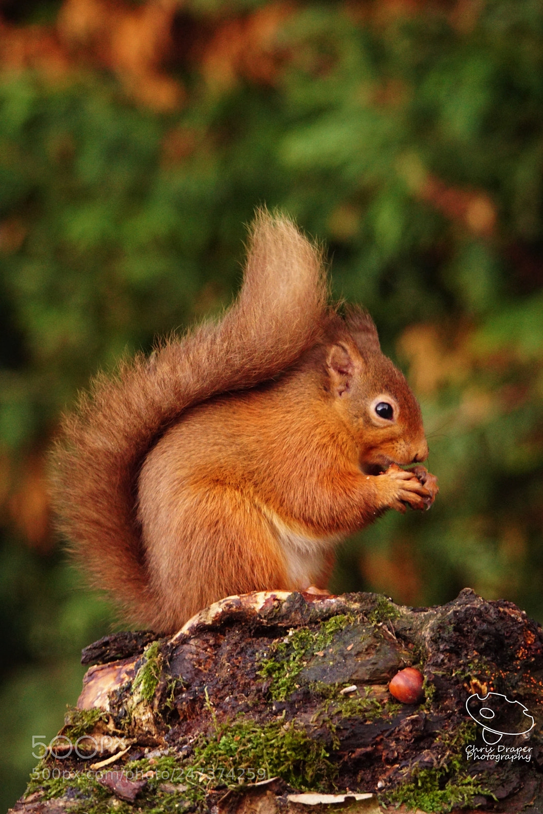 Sony ILCA-77M2 sample photo. Red squirrel photography