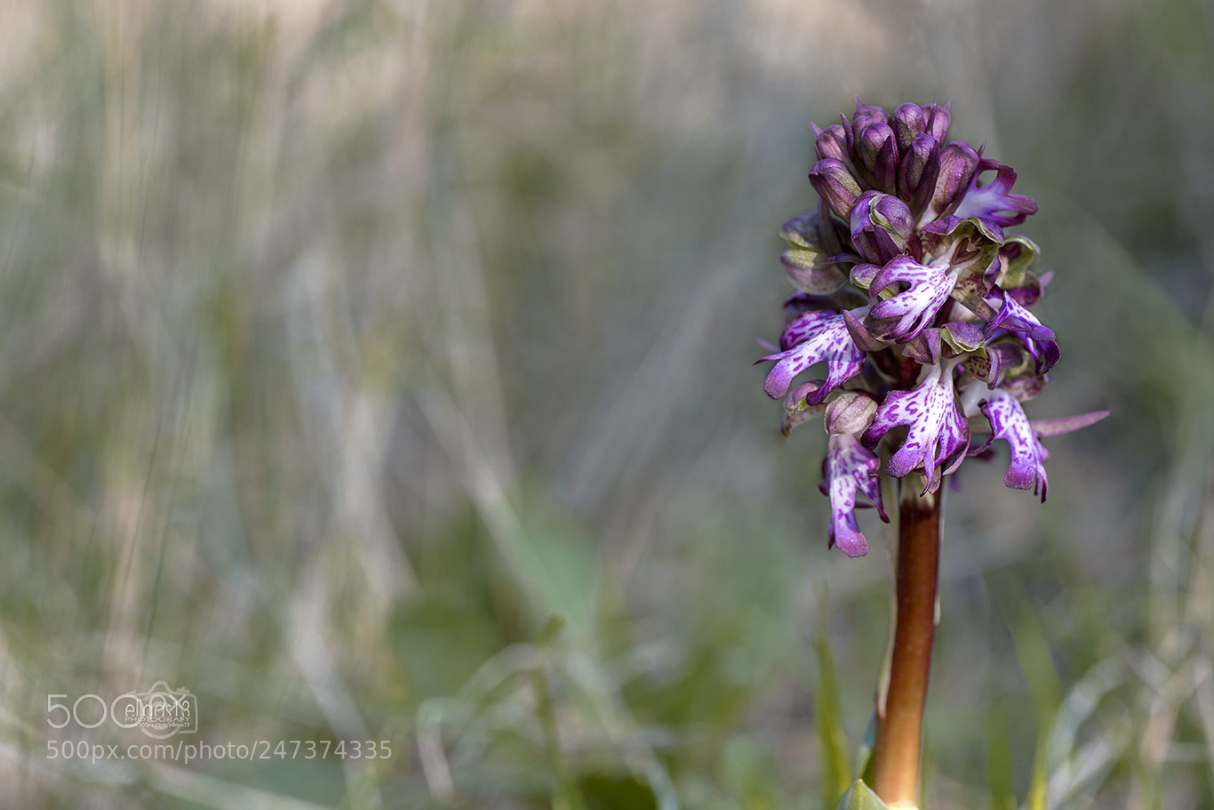 Nikon D610 sample photo. Himantoglossum robertiana photography