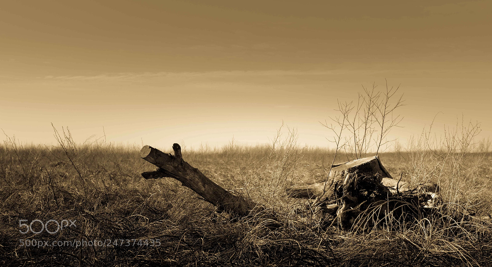 Nikon D7100 sample photo. Tree photography