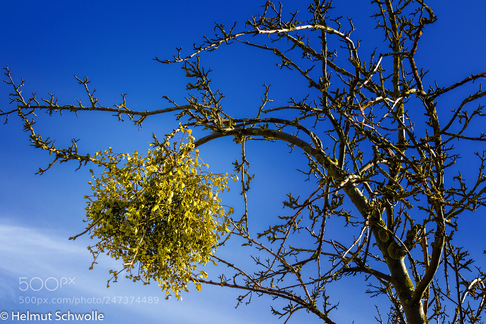 Canon EOS M6 sample photo. Mistel in der wintersonne photography