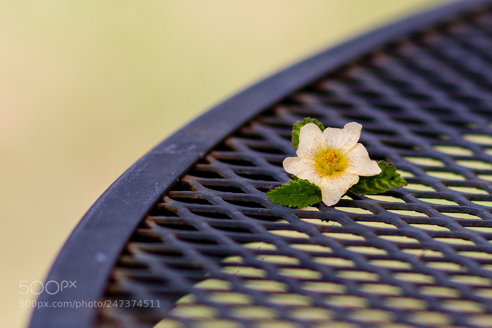Canon EOS 7D sample photo. Weed photography