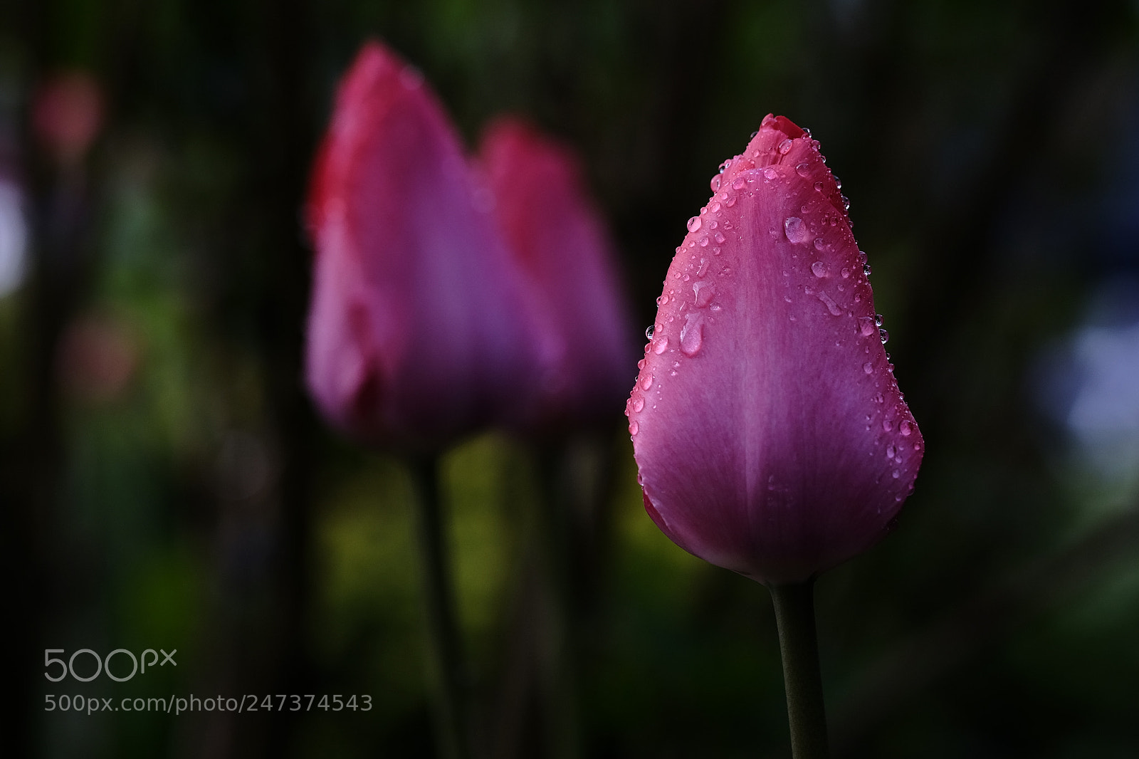 Fujifilm X-T10 sample photo. 505 photography