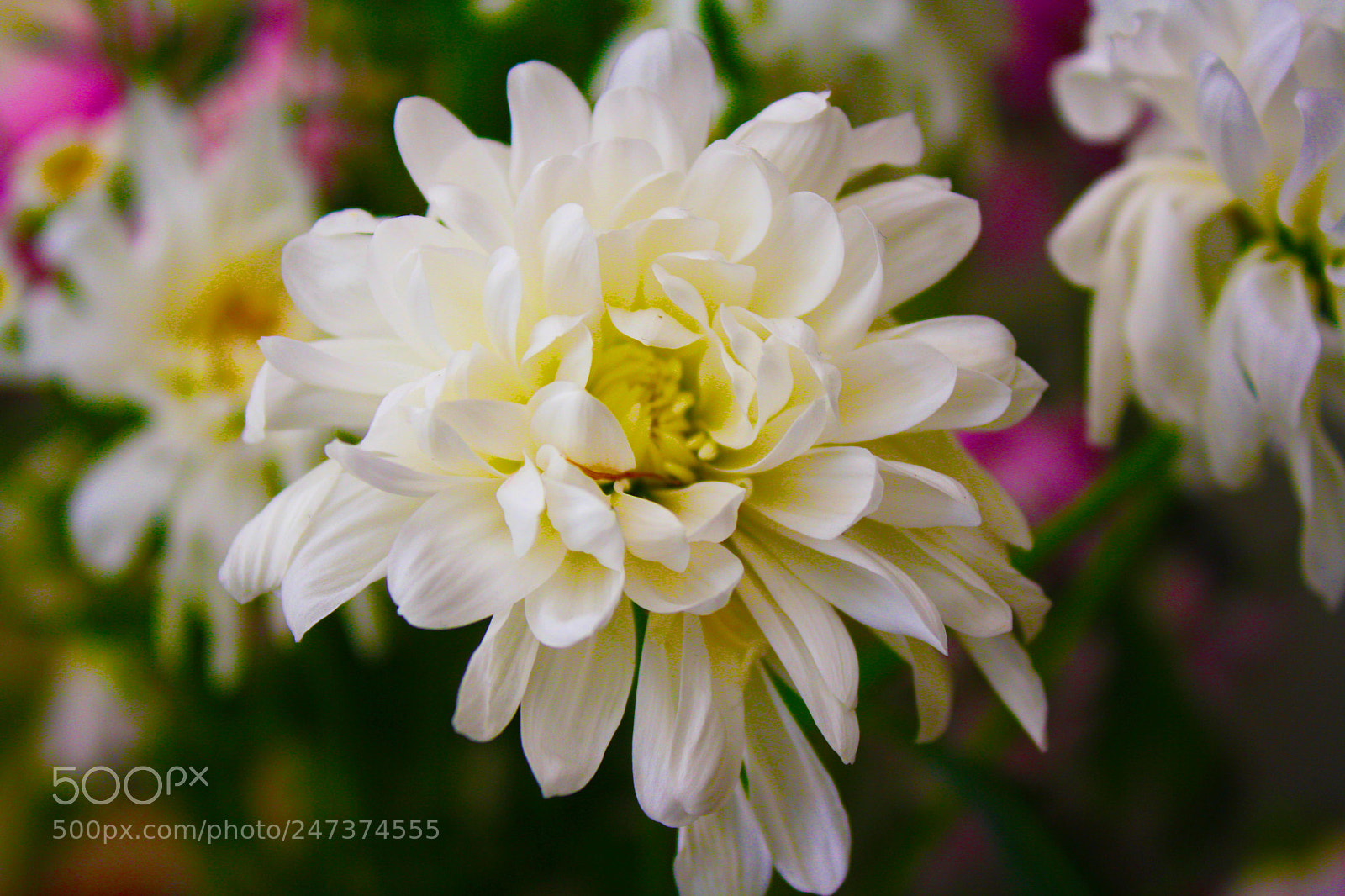 Canon EOS 1000D (EOS Digital Rebel XS / EOS Kiss F) sample photo. Flower close up photography