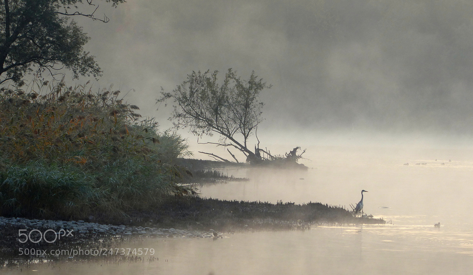Panasonic Lumix DMC-ZS50 (Lumix DMC-TZ70) sample photo. Heron and tree photography
