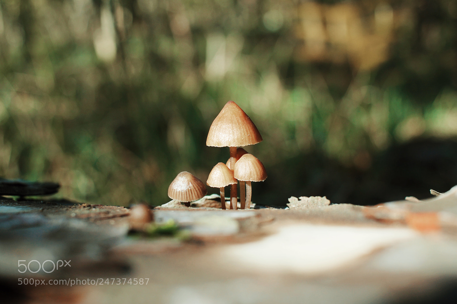 Canon EOS 60D sample photo. Funghi  photography