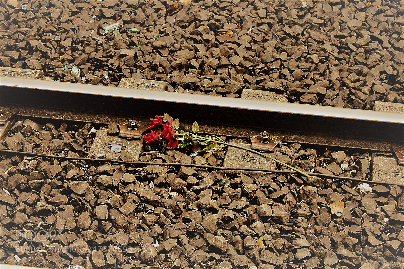 Canon EOS 1300D (EOS Rebel T6 / EOS Kiss X80) sample photo. Rose in rails photography
