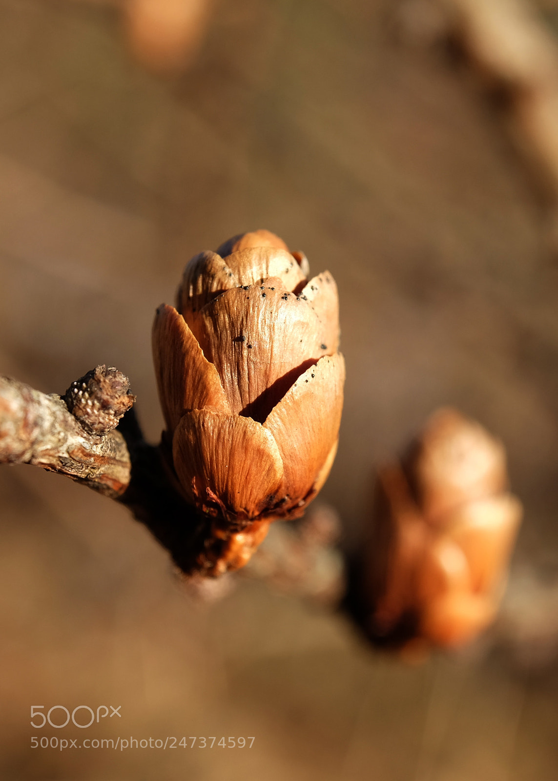 Fujifilm X-T10 sample photo. Winter tree buds photography