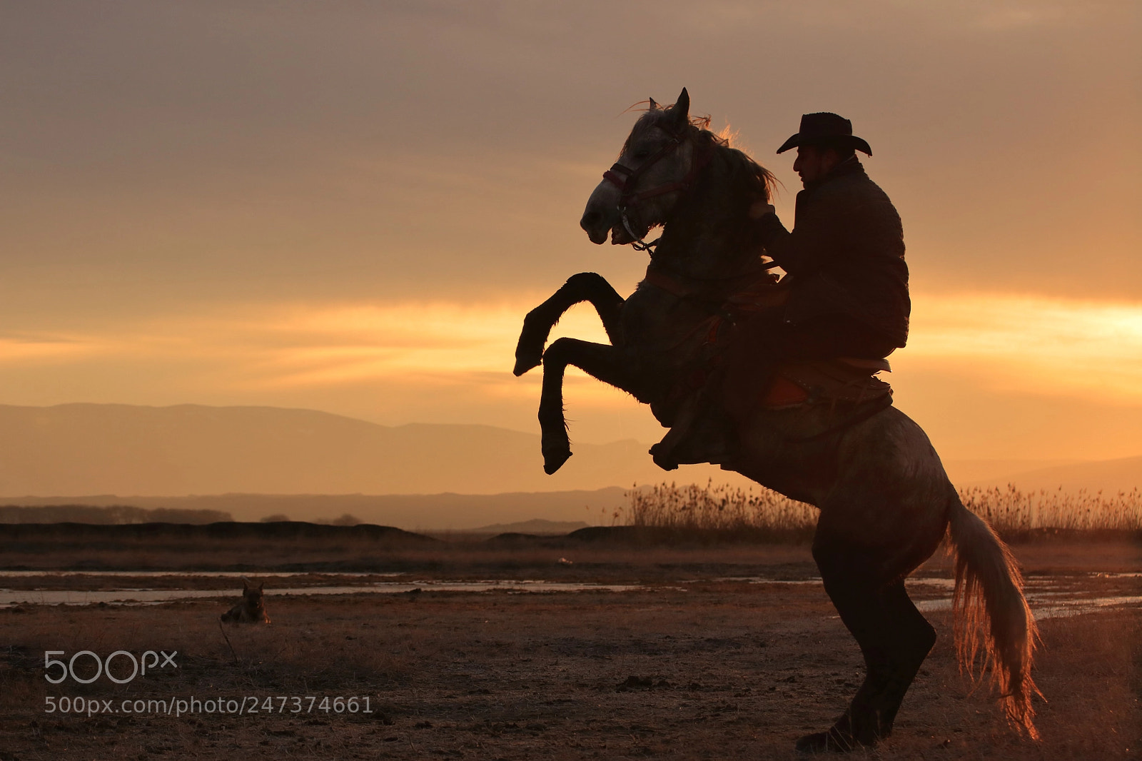 Canon EOS 80D sample photo. Cowboy and his horse photography
