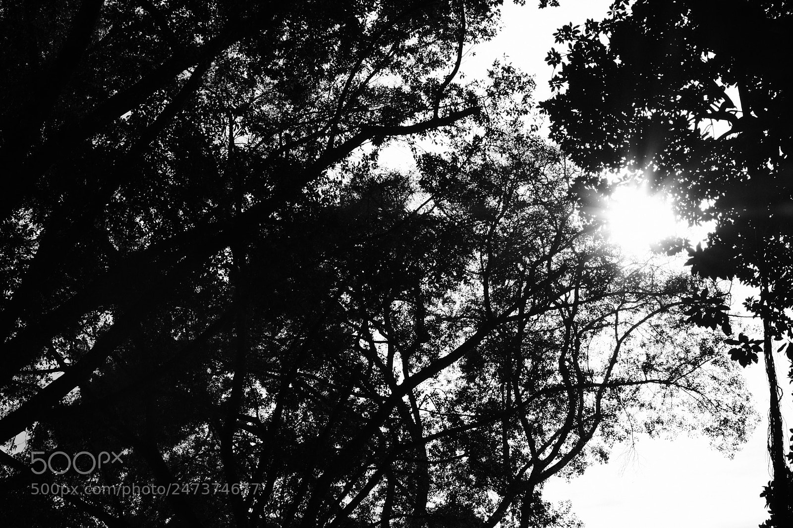 Fujifilm X-Pro2 sample photo. ... photography