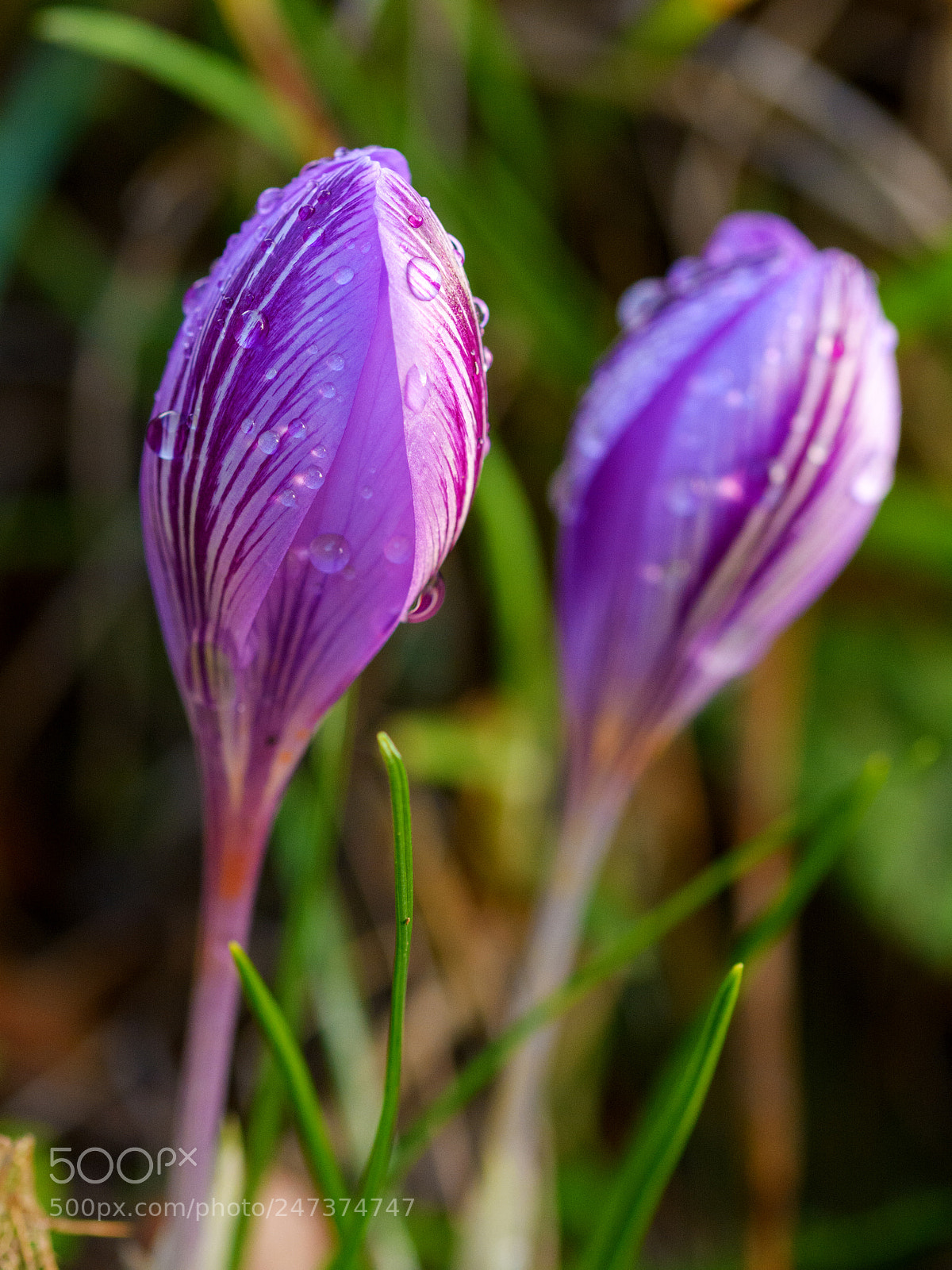Nikon D7100 sample photo. Crocus minimus photography