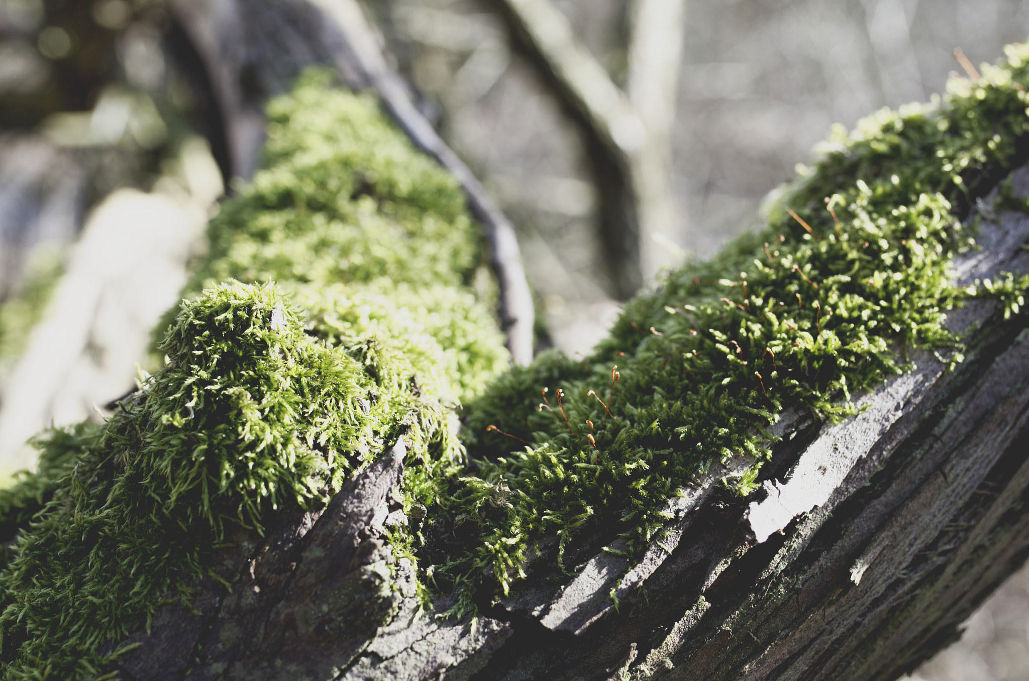 Nikon D7000 + Sigma 35mm F1.4 DG HSM Art sample photo. Green ceiling photography